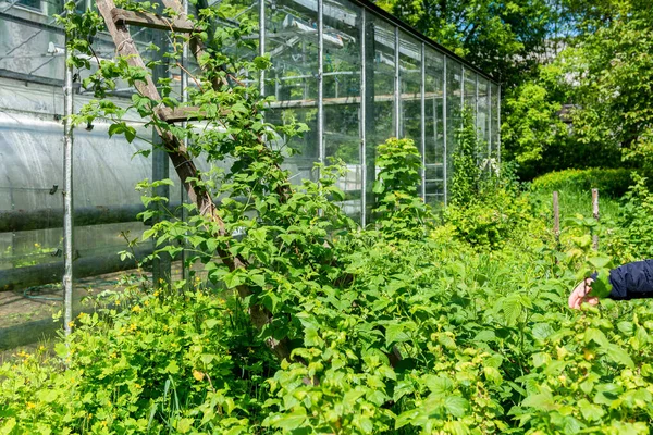 Odrůda Tmavých Ostružin Bez Trnů Bobkový Keř Během Jarního Květu — Stock fotografie