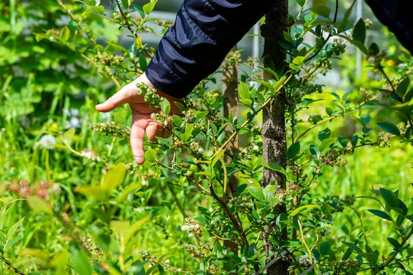 Flowering pink blueberry bush. Reproduction of fruitful bushes of black berries on the farm 2021.