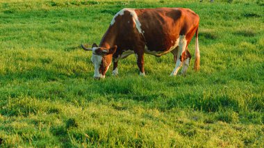 Bir Ukrayna köyünde, bir süt ineği tasmayla otlar. Kırsalda inekler yetiştiriyor..
