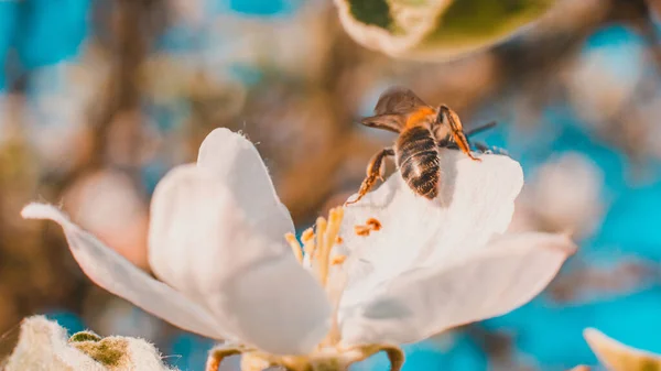 Bee Pollinates Flowers Photo Shows Process Pollination Fruit Trees 2020 — Stock Photo, Image