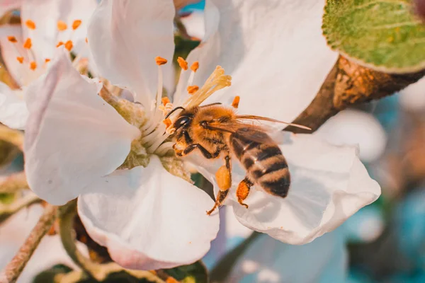 Bee Pollinates Flowers Photo Shows Process Pollination Fruit Trees 2020 — Stock Photo, Image
