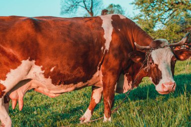 Büyük, kırmızı bir süt ineği bir çayırda ipe bağlı olarak otluyor. Kırsalda inekler yetiştiriyor..