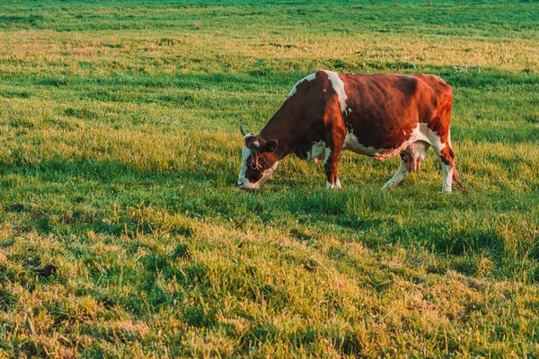 In a Ukrainian village, a dairy cow grazes on a leash. Breeding cows in the countryside.