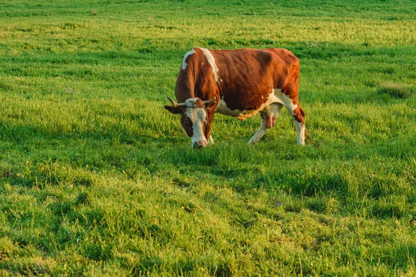 Una Aldea Ucraniana Una Vaca Lechera Roza Con Una Correa — Foto de Stock