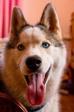 Evde yerde yatan Husky köpeği. Köpeğin boynunda mavi yaka var. 2020.