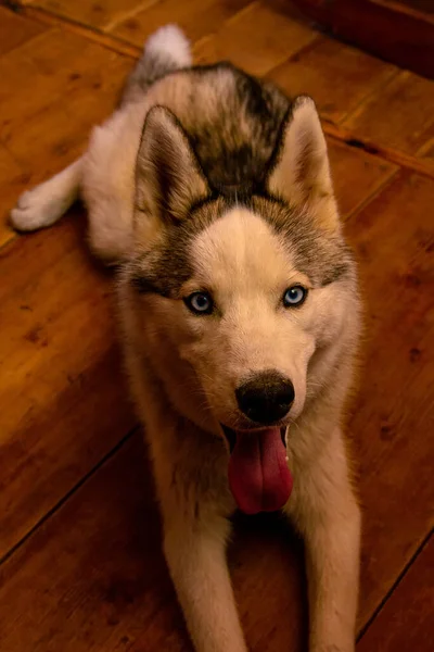 Cão Husky Deitado Chão Casa Uma Coleira Azul Pescoço Cachorro — Fotografia de Stock