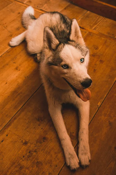 哈士奇的狗躺在家里的地板上 狗脖子上有一个蓝色的领子 — 图库照片