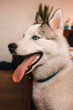 Hâlâ genç bir Husky 'nin güzel portresi. Köpek dinleniyor ve komik suratlar gösteriyor. 2020