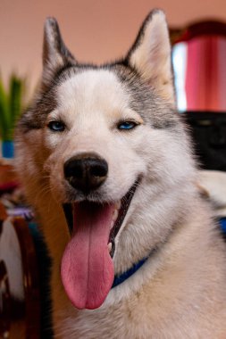 Hâlâ genç bir Husky 'nin güzel portresi. Köpek dinleniyor ve komik suratlar gösteriyor. 2020