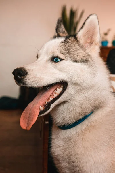 Hâlâ Genç Bir Husky Nin Güzel Portresi Köpek Dinleniyor Komik — Stok fotoğraf