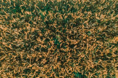 Tarlada yetiştirilen bitki buğday, köyde özel bir tarlada yetişmiş, yakından çekilmiş, büyümüş mısır gevreği tarlasının üzerinde uçuyor. 2021