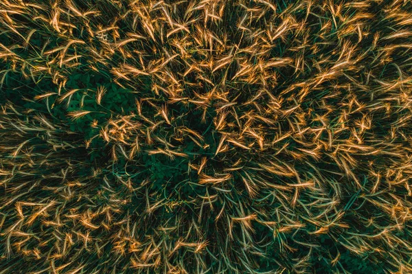 Buğday Tarlasının Üst Görüntüsü Kırsal Alanda Hızlı Uçuş Özel Alan — Stok fotoğraf