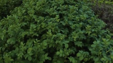 Patates tarlası kırsalda, özel bir arazide, geniş bir sebze çeşitliliği..