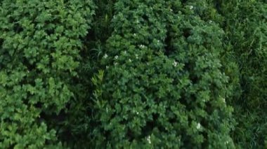 Patates tarlası kırsalda, özel bir arazide, geniş bir sebze çeşitliliği..