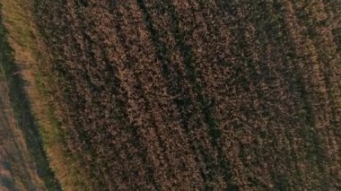 Buğday tarlasının en üst görüntüsü, kırsal alanda hızlı bir uçuş, özel bir alan, yakın plan, çok çeşitli kullanım alanları olan tarımsal endüstriyel bir bitki, bitki için en büyük talep.