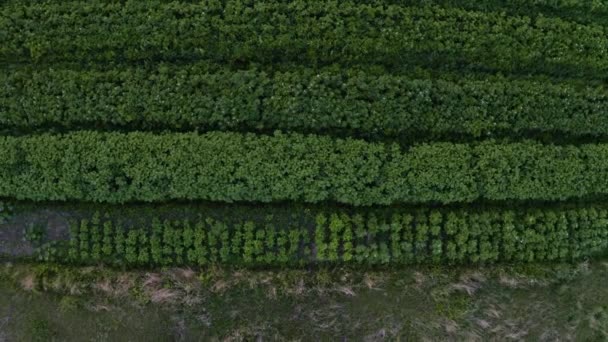 Fora do topo do campo de batata, batatas de diferentes variedades em uma parte do campo, cultivo sazonal de batatas, legumes sazonais . — Vídeo de Stock