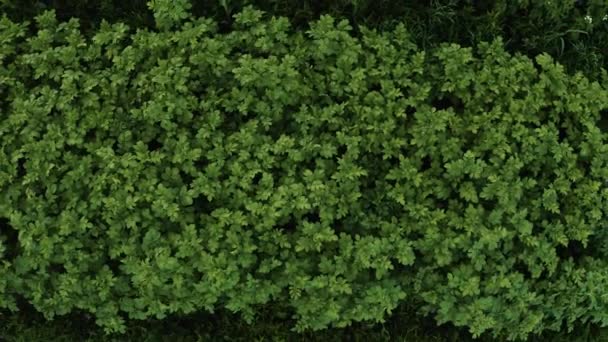 Uit de top van het aardappelveld, aardappelen van verschillende rassen in een deel van het veld, seizoensgebonden teelt van aardappelen, seizoensgebonden groenten. — Stockvideo