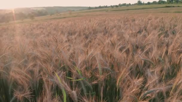 Pěstovaná rostlina - pšenice pěstovaná na soukromém poli v obci, pořízená zblízka, přeletí pole pěstovaných obilovin, pšenice zvláštní odrůdy. — Stock video