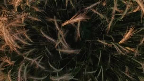Gekweekte plant - tarwe geteeld in een privé-veld in het dorp, van dichtbij geschoten, vliegt over een veld van geteelde granen, tarwe van een speciale variëteit. — Stockvideo