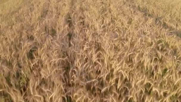 Cultivated plant - wheat grown in a private field in the village, shot close-up, flies over a field of grown cereals, wheat of a special variety. — Stock Video