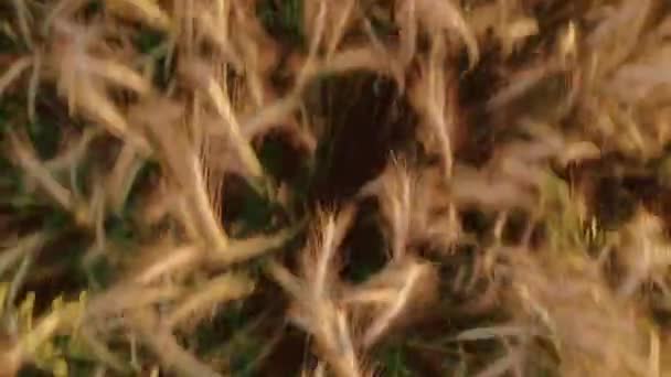 Pianta coltivata - grano coltivato in un campo privato nel villaggio, primo piano girato, vola su un campo di cereali coltivati, grano di una varietà speciale. — Video Stock