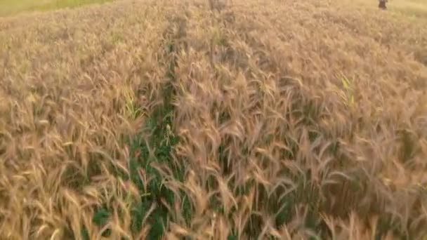 Верхний вид на пшеничное поле, быстрый перелет над полем в сельской местности, частное поле, крупный план, агропромышленное растение самого широкого назначения, наибольший спрос на растение. — стоковое видео