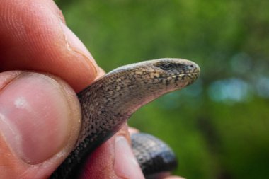 İnsan eliyle kertenkele benzeri yılan, pençenin başına yakın çekim, kertenkelelerin yavaş ve ürkek görünüşü Anguis tsolchitsa.2021