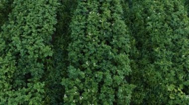 Patates tarlası kırsalda, özel bir arazide, geniş bir sebze çeşitliliği..