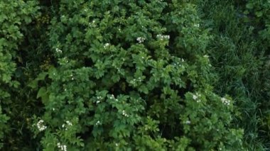 Patates tarlası kırsalda, özel bir arazide, geniş bir sebze çeşitliliği..