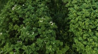 Patates tarlası kırsalda, özel bir arazide, geniş bir sebze çeşitliliği..