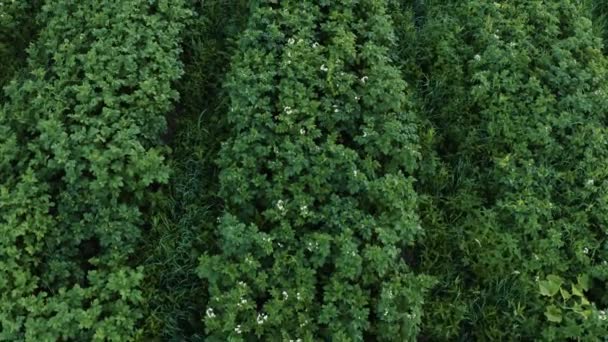 Campo de patatas en el campo en una parcela privada, una amplia gama de verduras. — Vídeos de Stock