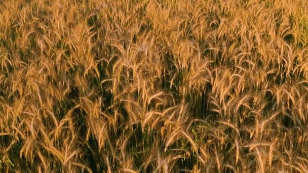 Желтая пшеница с шипами, вид на культивируемое растение сверху, выращенное на украинских полях сельской местности Карпат на частном земельном участке. — стоковое видео