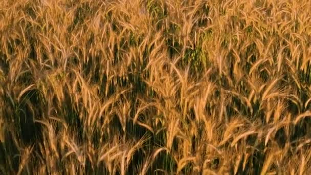 Vista superior del campo de trigo, cultivo de cereales de alimentos saludables, video filmado al atardecer, trigo en la etapa de maduración, campos ucranianos. — Vídeos de Stock