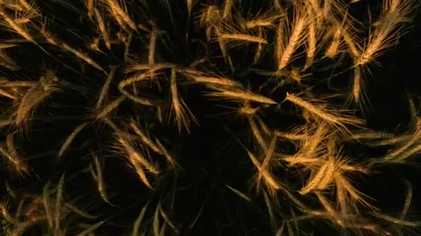 Žlutá pšenice, pohled na obdělávanou rostlinu shora, pěstovanou na ukrajinských polích ve venkovské Karpatské oblasti na soukromém pozemku. — Stock video
