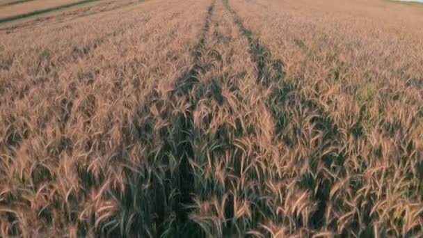 Blick von oben auf ein Weizenfeld, ein schneller Flug über ein Feld auf dem Land, ein privates Feld, Nahaufnahme, eine agro-industrielle Kulturpflanze mit den unterschiedlichsten Verwendungsmöglichkeiten, die größte Nachfrage nach der Pflanze. — Stockvideo