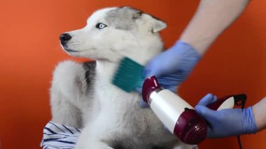 Turuncu arka planda bir Sibirya Husky köpek stili tarak ve saç kurutma makinesiyle ilgileniyorum.