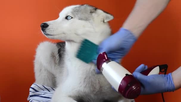 Cuidar de um cão Husky siberiano styling pente de lã e secador de cabelo no fundo laranja — Vídeo de Stock