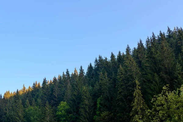 Encanto Grandeza Las Montañas Ucrania Los Senderos Montaña Chornohirsky Pip — Foto de Stock