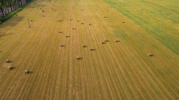 Draufsicht auf ein gelb-grünes landwirtschaftliches Feld mit fertigen runden Heuballen, Ernte und Ernte von trockenem Gras als Futter für Rinder auf dem Hof. — Stockvideo