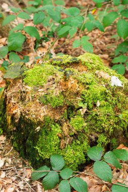 Bereketli yeşillik, yüzeyi canlı yosunlarla kaplanmış eski bir kütüğü kaplar..