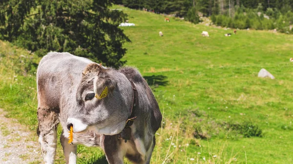 Vacas pastando libremente en las montañas durante el verano — Foto de Stock