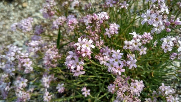 Alpina Blommor Och Växter Den Norra Kalla Kanten — Stockfoto