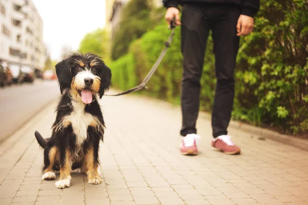 Köpek ve onun sahibi - serin köpek ve genç adam bir parkta - kavramları dostluk, Evcil hayvan, beraberlik eğleniyor. Adam köpeğiyle parkta oynarken