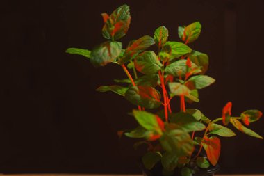 Yeşil nane bitki büyüme arka plan. Blacj arka plan üzerinde kırmızı neon ışık nane. Nane bush. Bir tencerede nane evde büyümek