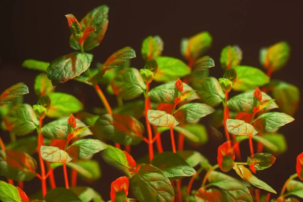 Green Mint Plant Grow Background. Mint in red neon light on blacj background. Mint bush. Grow mint at home in a pot