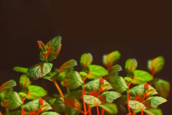 Green Mint Plant Grow Background. Mint in red neon light on blacj background. Mint bush. Grow mint at home in a pot