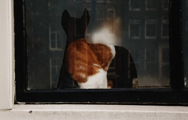 The cat is sitting on the window near the cat sticker. Funny photo, cats do not follow the rules. The cat does the opposite. Red cat sits on a window sill, window
