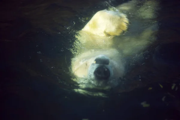 水の中のクマの水泳 白いクマは水 海で彼の背中にリラックスを楽しんでいます — ストック写真