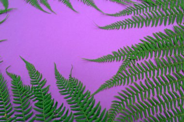 Yeşil palmiye yaprakları ya da pembe arka planda tropikal ağaçlar. Kozmetik ürünler ya da indirimli metinler için arka plan. Metin için boşluk, boş boşluk.