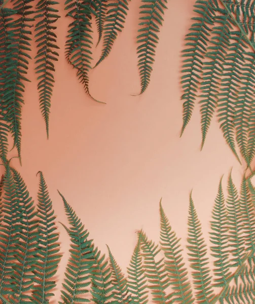 Листья Тропического Дерева Обнаженном Фоне Природная Косметика Место Тестирования Продукта — стоковое фото